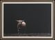 Uttermost® King Of The Hill Framed Print-0