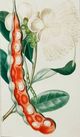 Stylecraft Green/Light Green/Off-White/Orange Wall Art-1