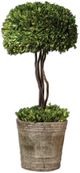 Uttermost® by Constance Lael-Linyard Tree Topiary Preserved Boxwood Foliage-0