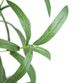 A & B Home Green 42.5" Artificial Olive Tree with Fruit-3