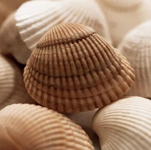 Classy Art Beach Treasures II by Natalie Carpentieri Wall Art-1