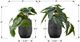 Monarch Specialties Inc. 2-piece 8" Artificial Plant with Black Pot-2