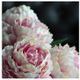 A&B Home Pink 17" Faux Peony-1