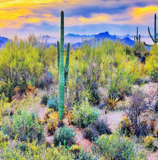 YHD Saguaro Sunset Wall Art-4