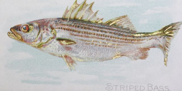 Stylecraft Striped Bass Wall Art-1