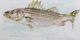 Stylecraft Striped Bass Wall Art-1