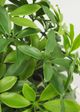 Le Present Baby Schefflera Green 20" Faux Botanical-3