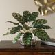 Uttermost® Peacock Green Plant Accent-1