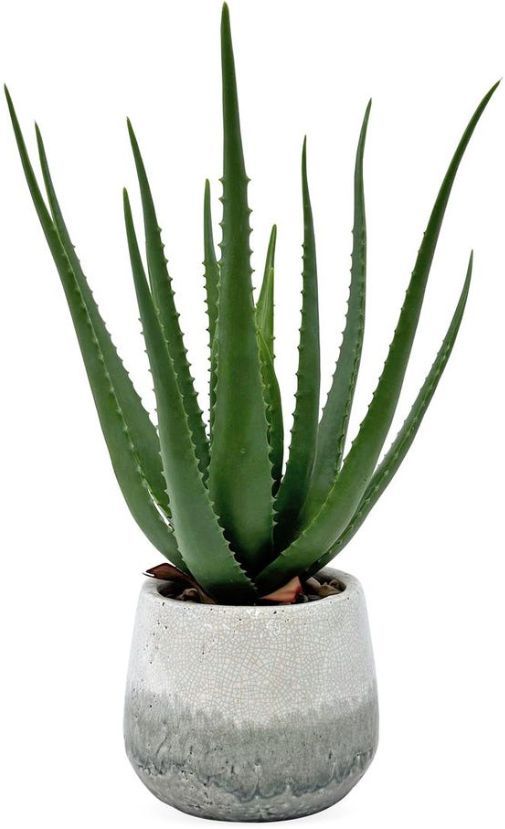 Uttermost® Veranda Aged White/Blue Gray Indoor-Outdoor Aloe Accent-0