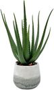 Uttermost® Veranda Aged White/Blue Gray Indoor-Outdoor Aloe Accent-0