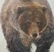 Stylecraft Brown Bear Walking Wall Art -1