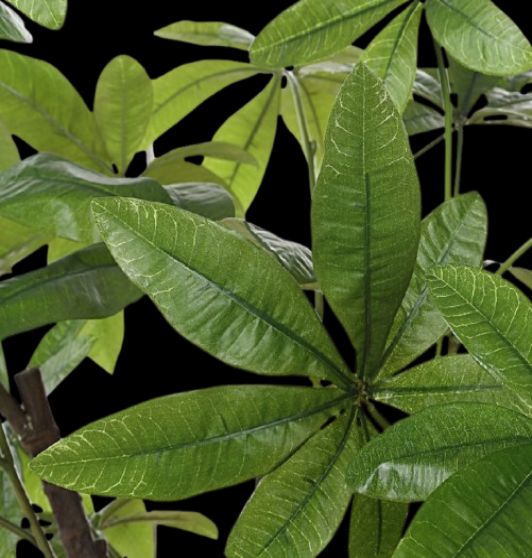 Uttermost® Pachira Money Lush Green Tree-3