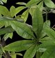 Uttermost® Pachira Money Lush Green Tree-3