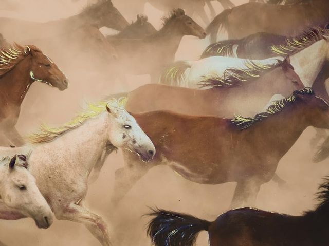 Classy Living Wild Horses in Motion Wall Art-1