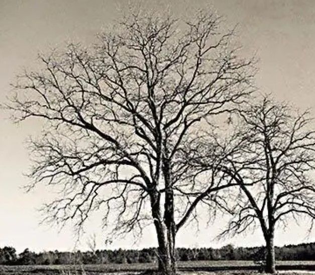 Classy Art Early Spring Silhouette II by Jennifer Rigsby Wall Art-1