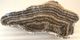 A & B Home Macias Brown Hand-Carved Zebra Onyx Bowl-1