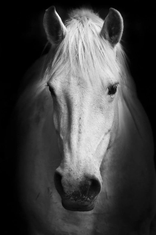 Classy Art White Horse Wall Art-0