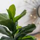 A & B Home Green Artificial Fiddle-Leaf Fig Potted Plant-2