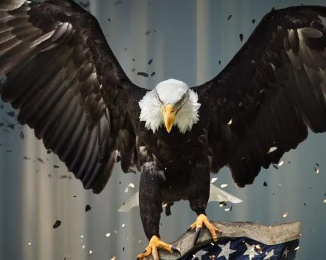 Classy Art Eagle with Flag Wall Art-1
