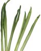 A & B Home Green Artificial Dracaena Spray-2