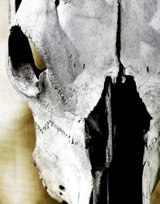 Classy Art Cattle Skull Wall Art-1