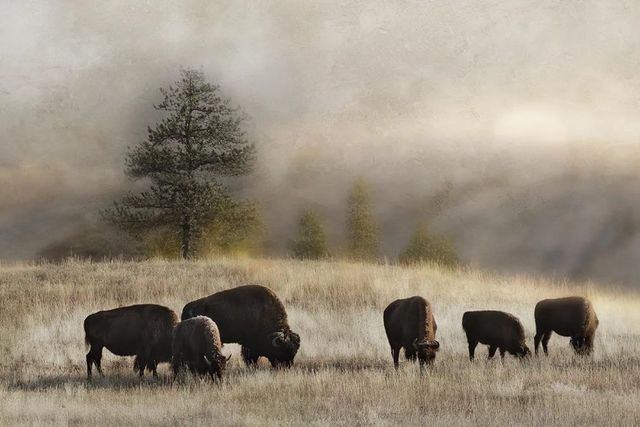 Classy Art Ridge Grazing by Danita Delimont Wall Art-0