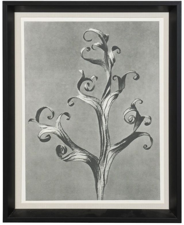 Stylecraft Plant 2 Blossfeldt Wall Art-0