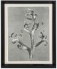 Stylecraft Plant 2 Blossfeldt Wall Art-0