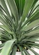 Le Present Yucca Green 31" Faux Botanical Rostrata-3