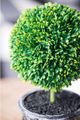 A & B Home 3-Piece Green Faux Single Ball-Shape Topiary with Black Pot Set-5