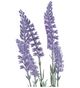 A & B Home Purple Lavender Stem-1