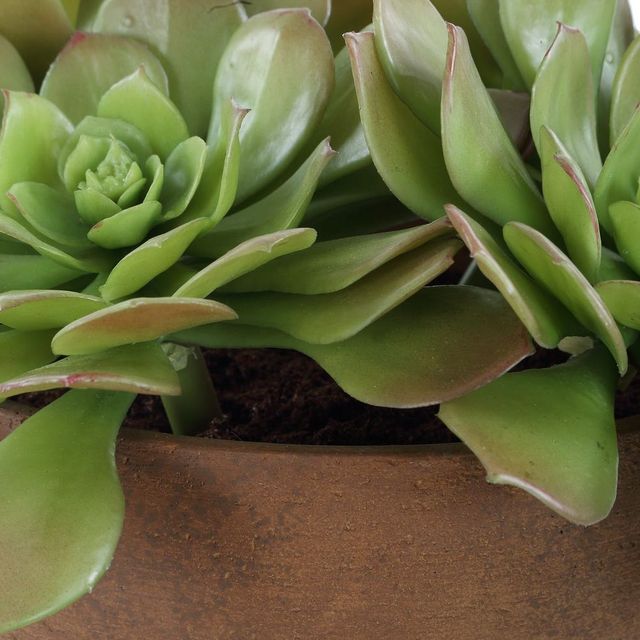 Uttermost® Sable Orchid Green/Terracotta Succulent Accent in Pot-4