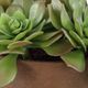 Uttermost® Sable Orchid Green/Terracotta Succulent Accent in Pot-4