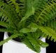 Uttermost® Boston Fern Green/White Centerpiece-2