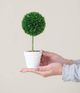 A & B Home 3-Piece Green Potted Boxwood Topiaries Set-5