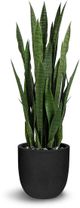 Le Present Sanseveria Green Faux Botanical-0