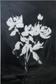 Stylecraft Black/White Wall Art-1
