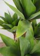 Le Present Green 47" Faux Botanical Agave Attenuata-3