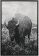 Stylecraft Wandering Bison II Wall Art-0