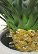 Le Present Yucca Green 31" Faux Botanical Rostrata-2
