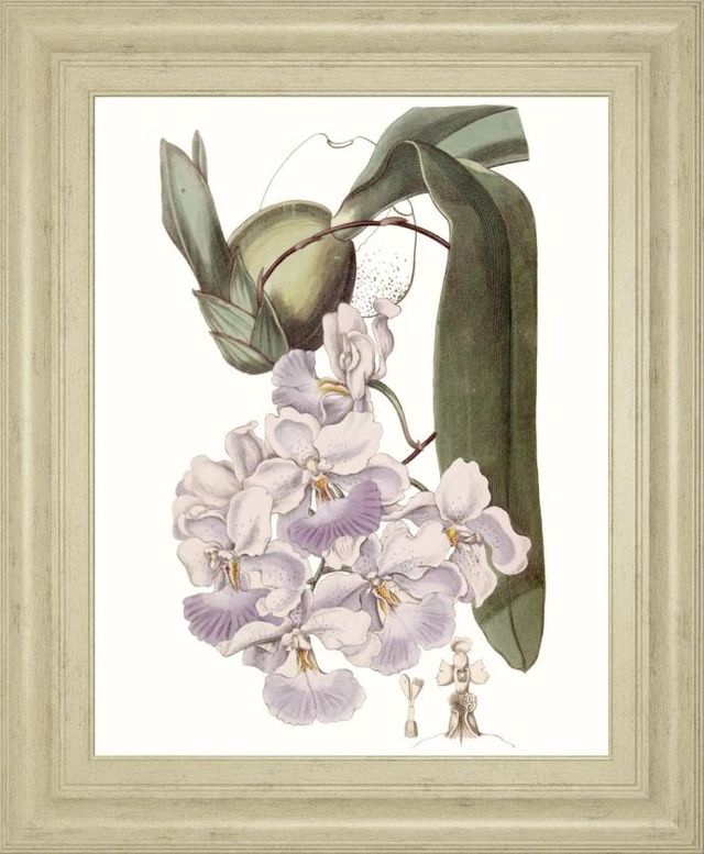 Classy Art Lavender Beauties V by Edwards Wall Art-0