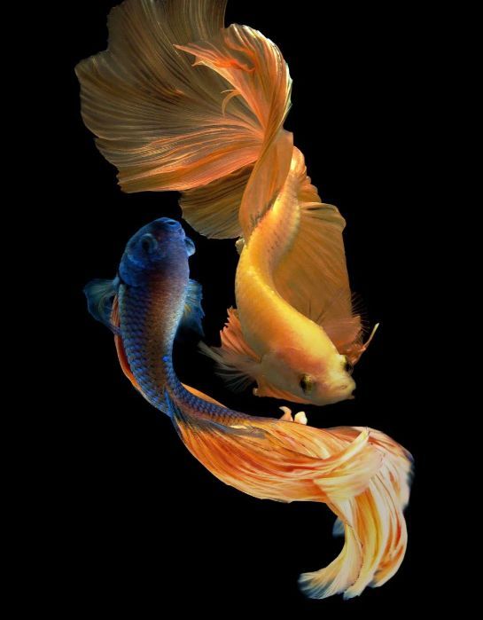 Classy Art Ying Yang Fish Wall Art-1