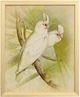 Stylecraft Tamara Day for Stylecraft Naturalist Archive IV Wall Art-0