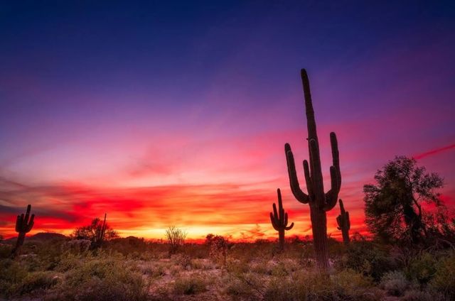 Classy Art Desert Cactus Wall Art-0
