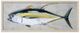 StyleCraft Yellowfin Tuna Wall Art-0