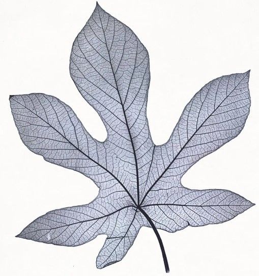 Classy Art Indigo Nature Study III by Stellar Design Studio Wall Art-1