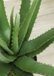 Le Present Aloe Green Faux Botanical-2