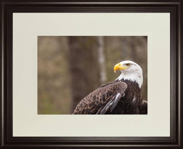Classy Living Garytog Majestic Eagle 40"W Wall Art-0