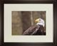 Classy Living Garytog Majestic Eagle 40"W Wall Art-0