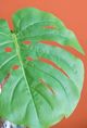 A & B Home Green Faux Palm Stem-5